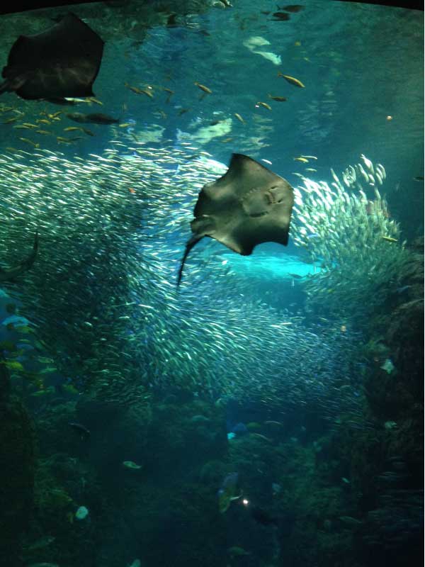 江ノ島水族館